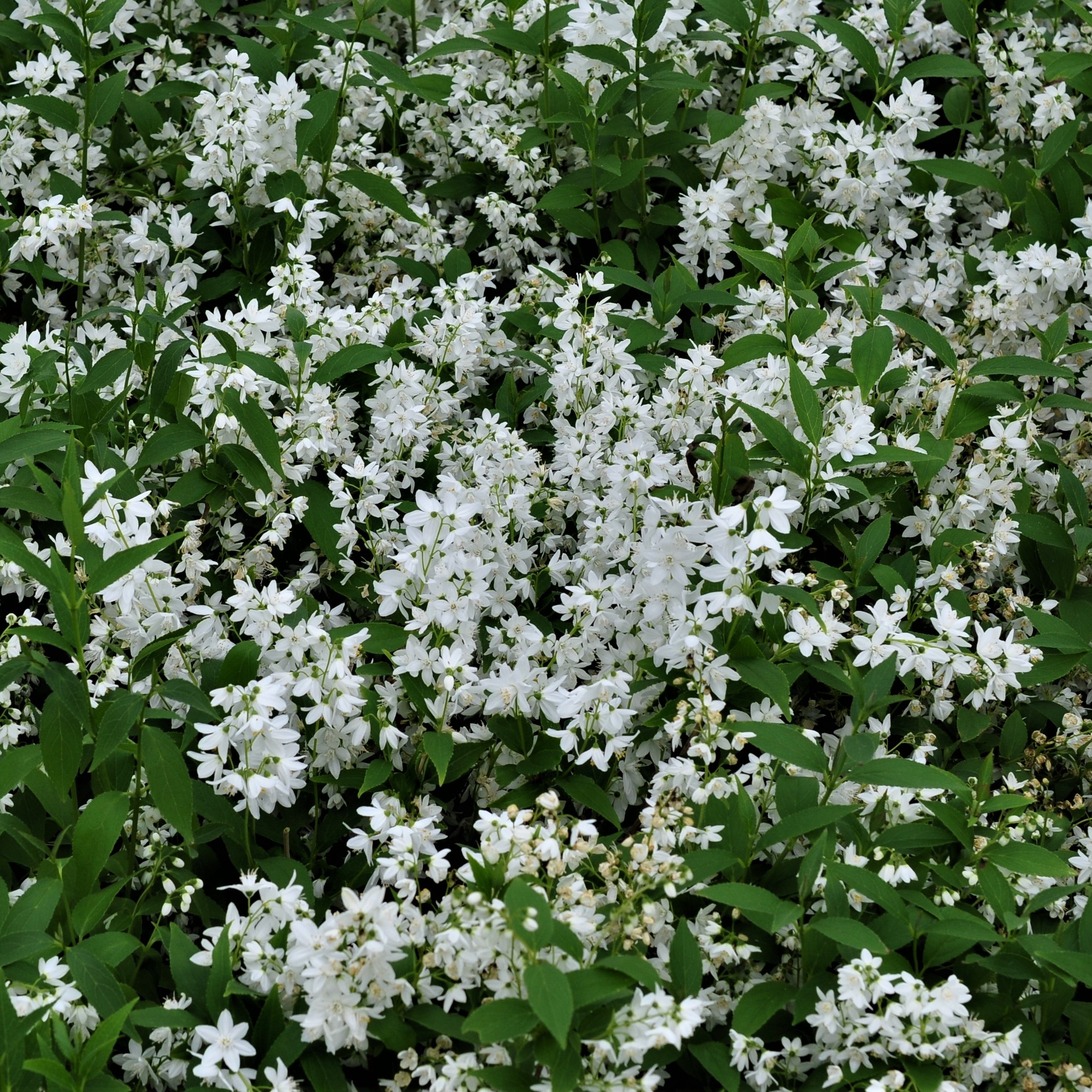 Deutzia gracilis !! SPECIAL OFFER !!